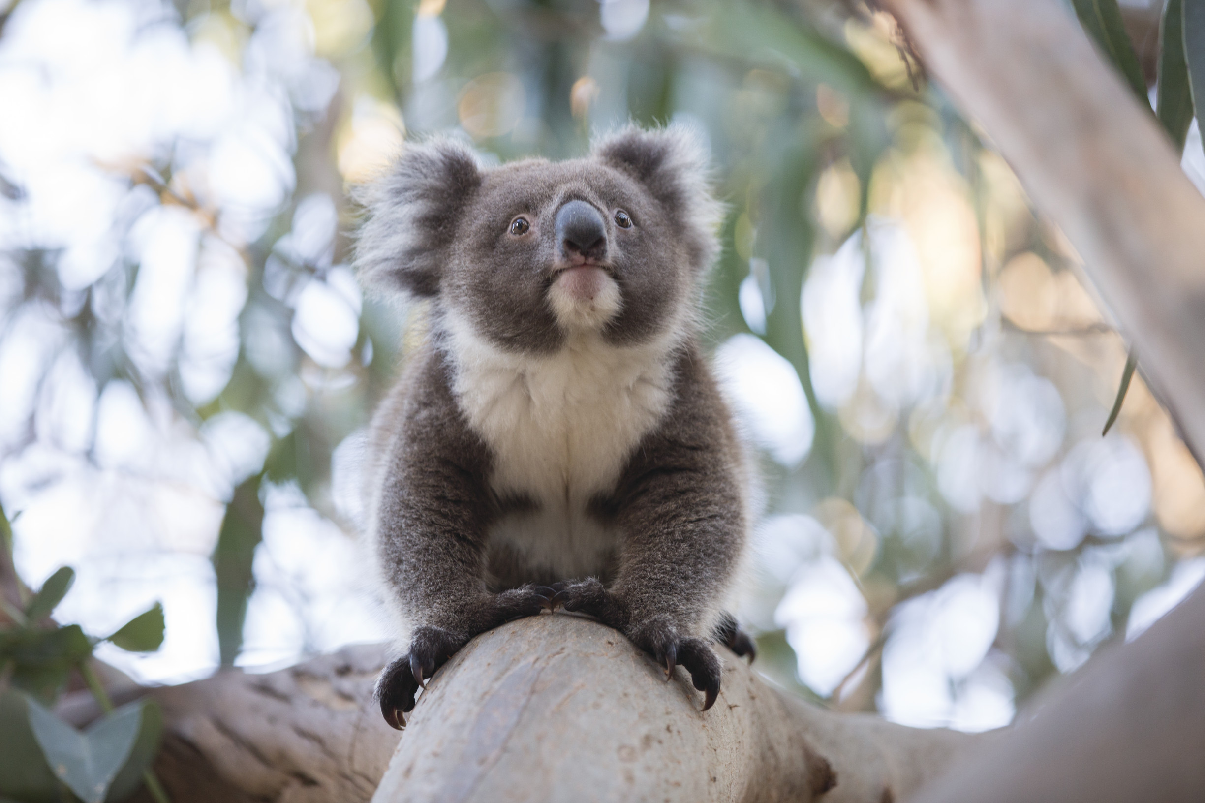 How to help Australian wildlife. Visit koalas on Australian Wildlife Adventures.